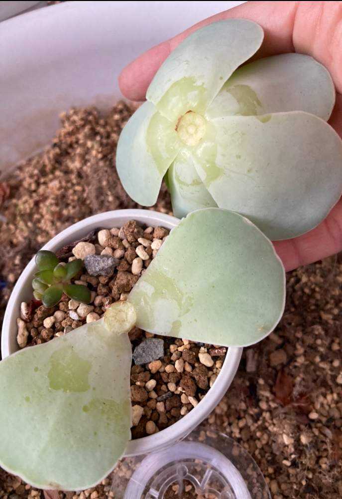 グリーノビア胴切りチャレンジ！！｜🍀GreenSnap（グリーンスナップ）