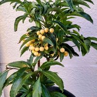 万両,万両,万両,万両A,万両(白実)の画像