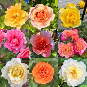 バラ,バラ,河本ローズ,バラ 鉢植え,バラの地植えの画像