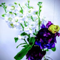ストック,ストック,白いお花,出かけ先,今日のお花❣️の画像