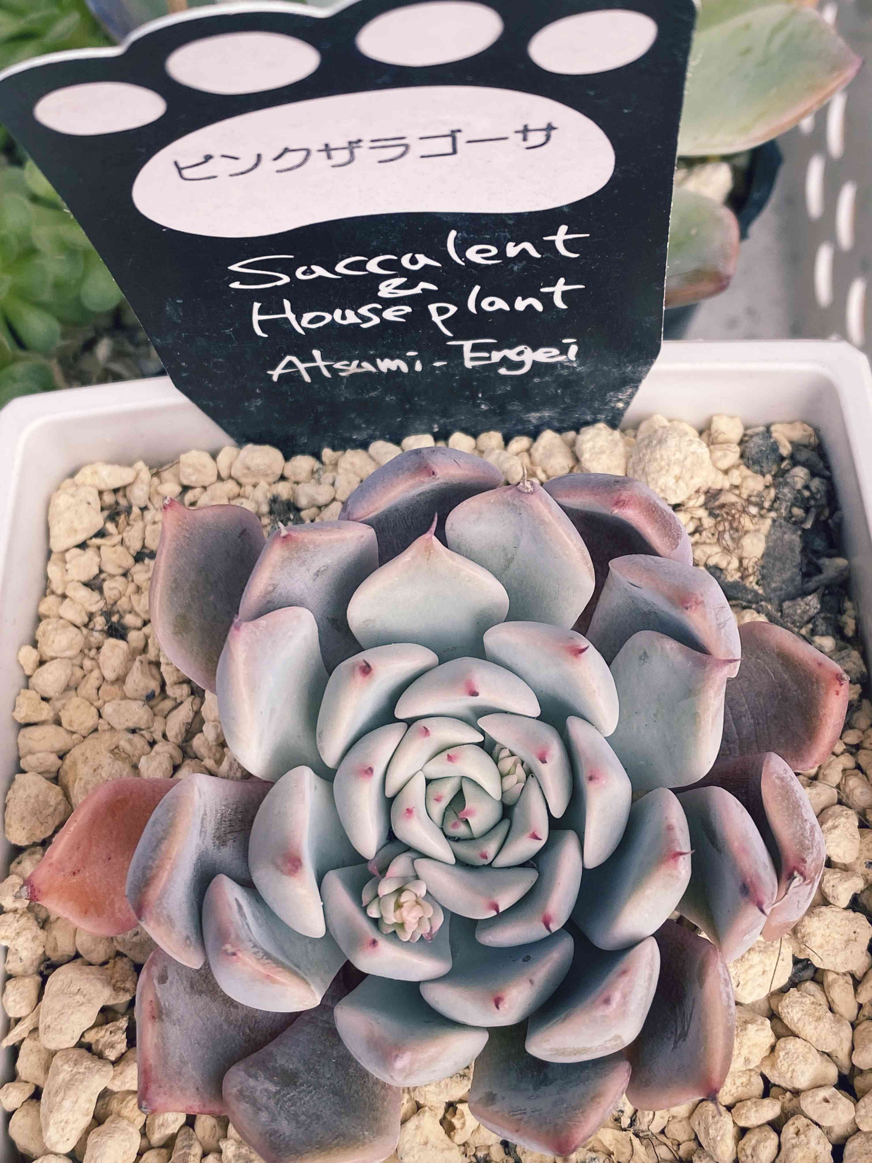 渥美園芸苗の一覧｜🍀GreenSnap（グリーンスナップ）