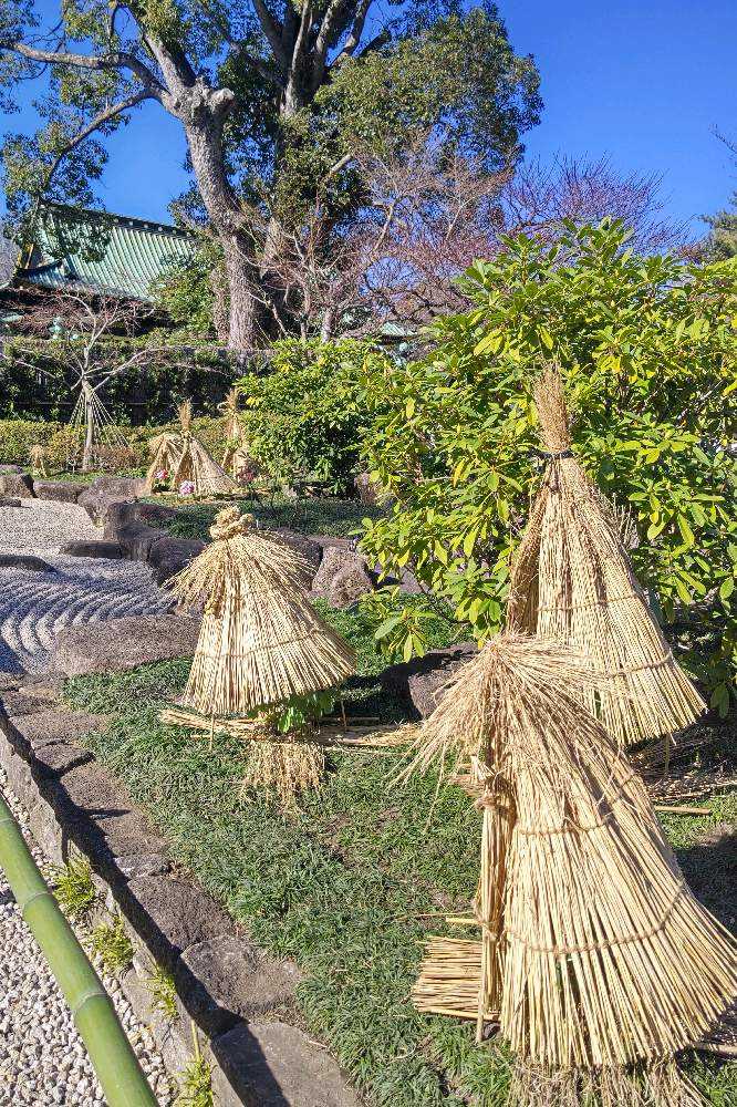 藁笠冬牡丹 第三十五回 上野東照宮冬ぼたん | 東照宮のプレスリリース