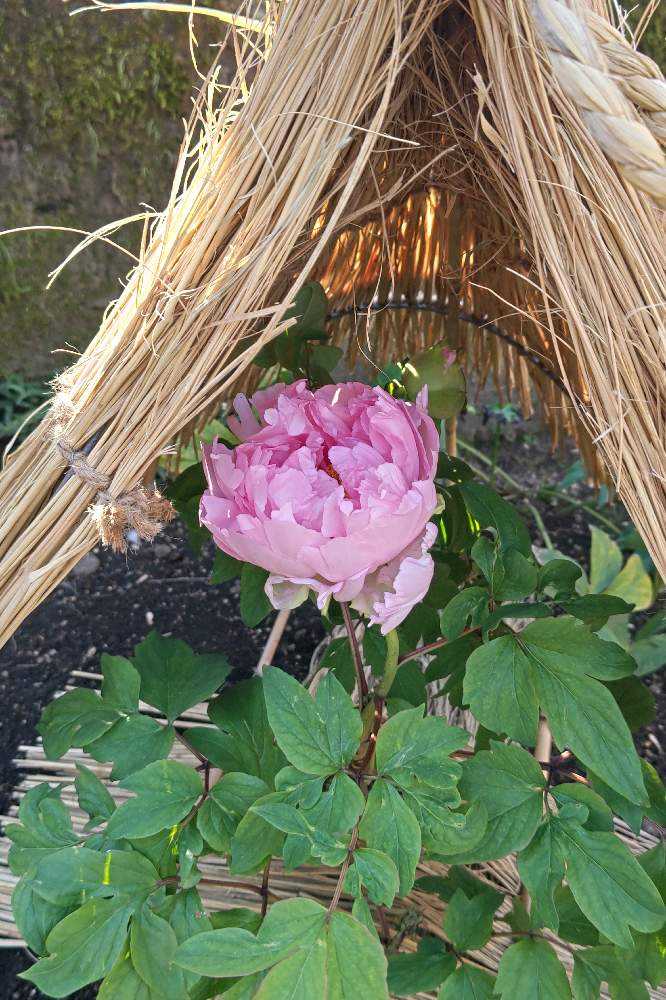 販売価格1,350,000円「わらぼっち(冬牡丹)」 岩絵の具 東山魁夷の流派