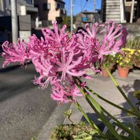 ネリネ,ネリネ,ダイヤモンドリリー,公園,鉢植えの画像