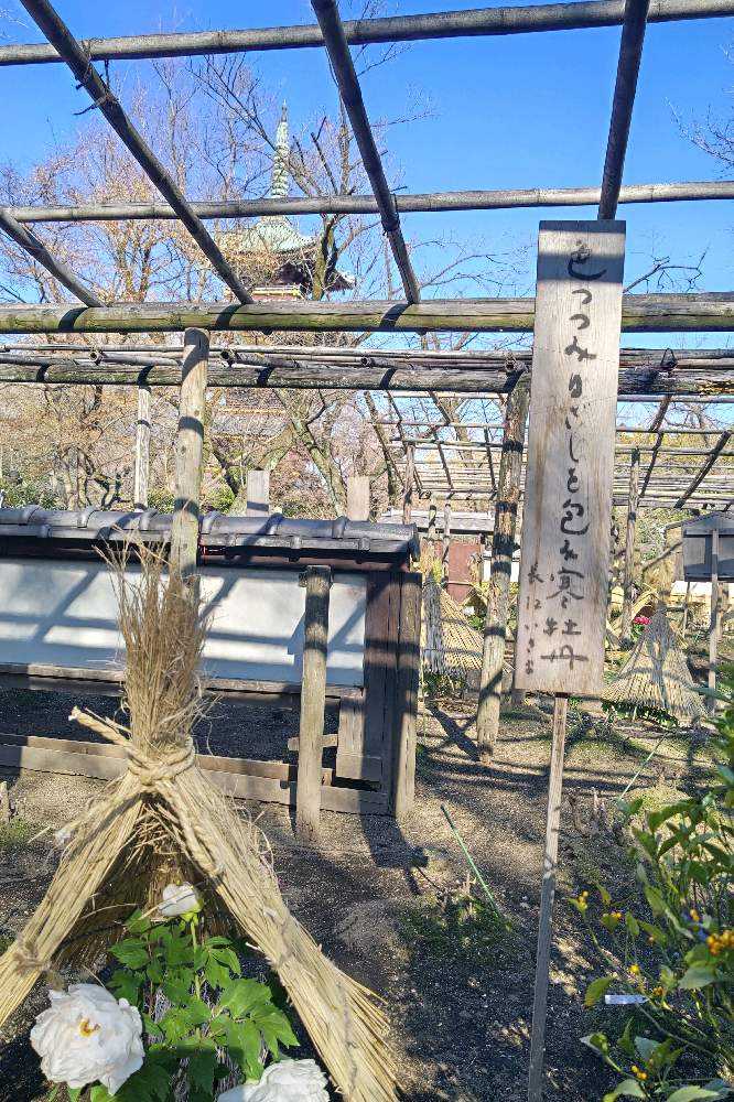 No.391 上野東照宮ぼたん苑の冬牡丹 2024/0109①藁ぼっち、歌碑