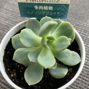 群月花,スプリングジェイド,多肉植物,100均,ダイソーの画像