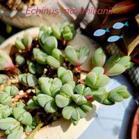 碧魚連,エキノス 碧魚連,レーマニー,ドルフィンネックレス,レーマニー錦の画像