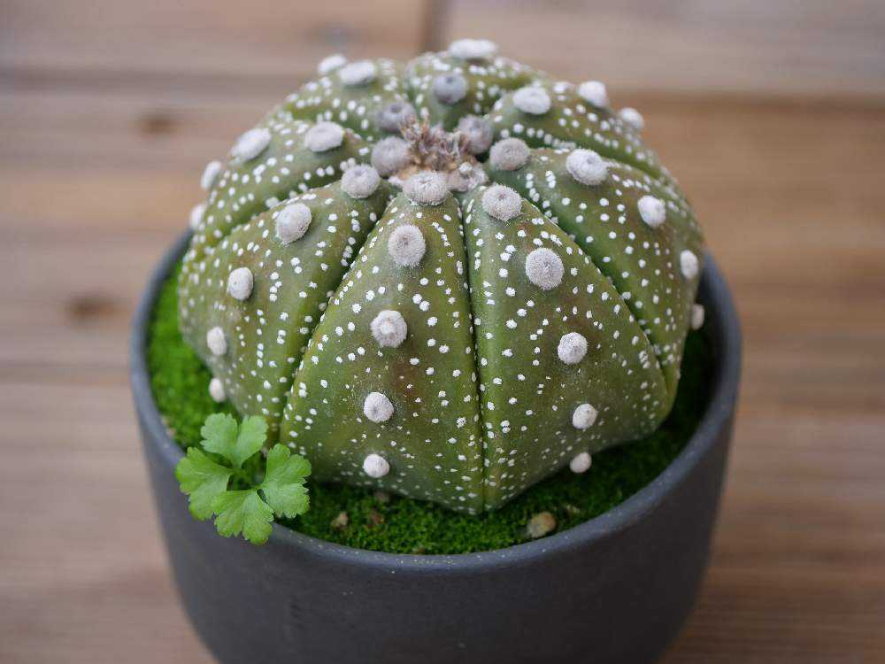 鉢植えサボテンの様子 2024｜🍀GreenSnap（グリーンスナップ）