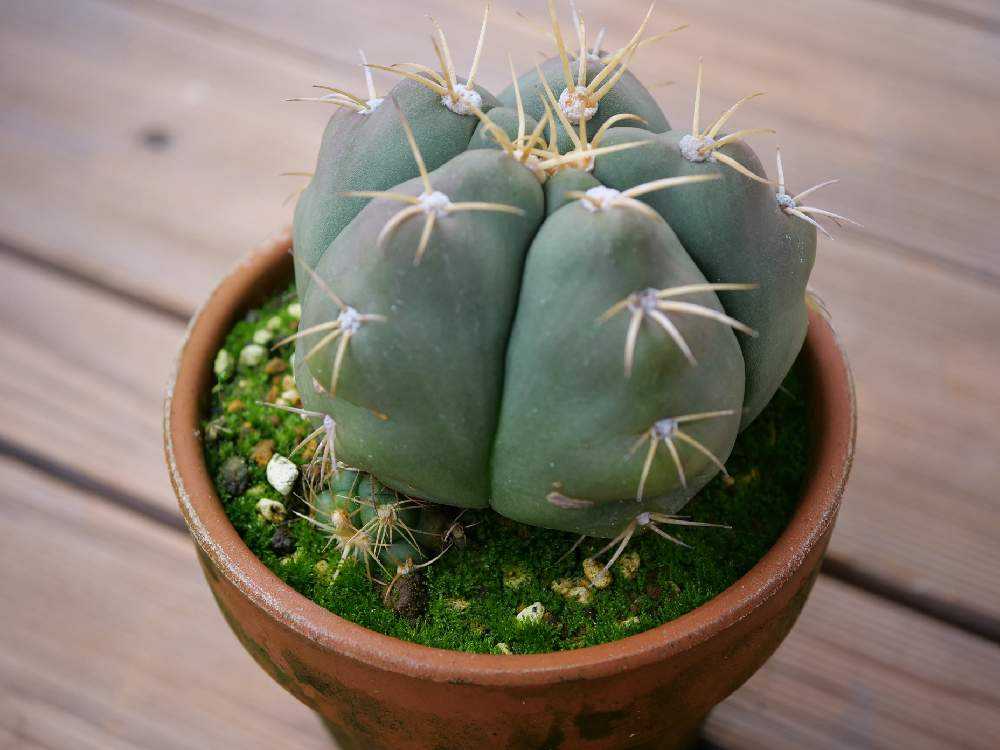 群生サボテン 鉢植え 長年付き合える、群生サボテン | [公式]e-花屋さん