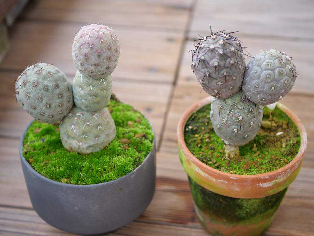 多*物様 花団錦 N256×24鉢 土鉢付き 多肉植物