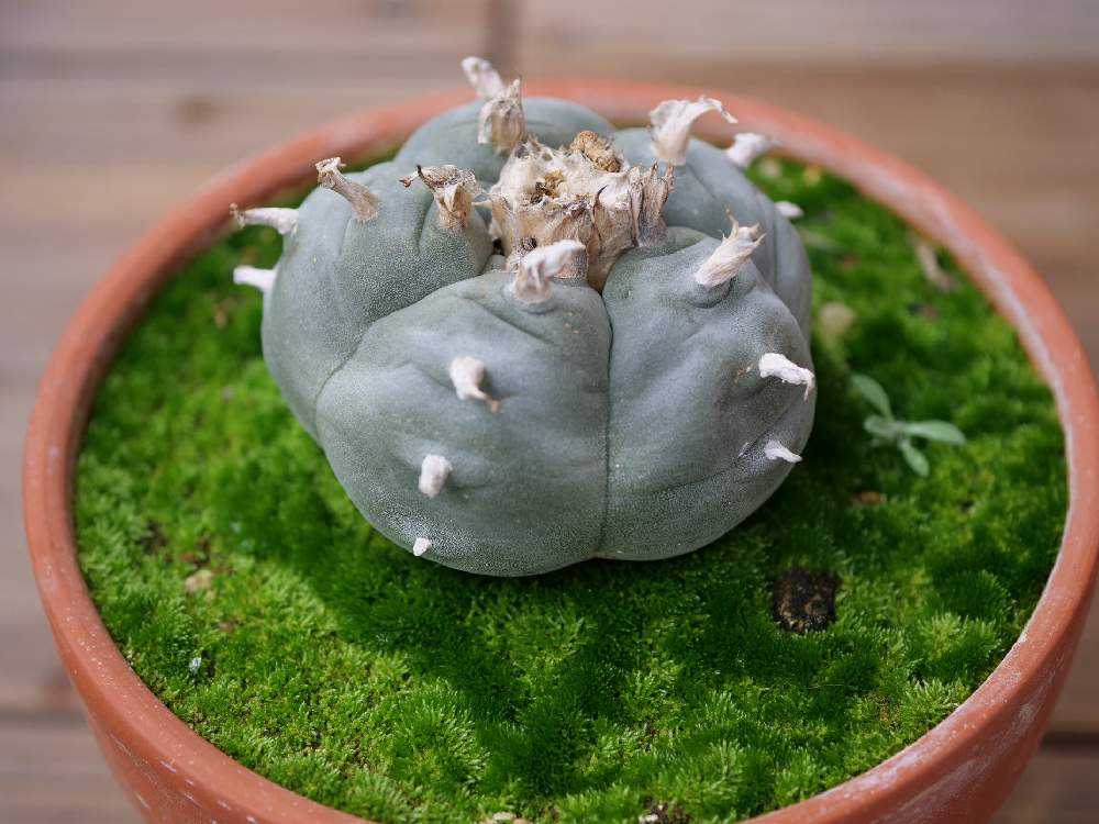 大疣銀冠玉（谷田貝系）実生 谷田貝大疣銀冠玉群生 | Cactus Green