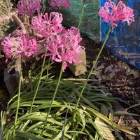 ネリネ,ネリネ,ダイヤモンドリリー,公園,鉢植えの画像