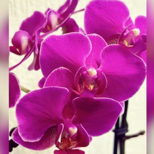 ミディ胡蝶蘭,鉢植,多年草,お祝い花,ピンク色の花の画像