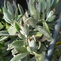 サンスベリア キリンドリカ,月兎耳(つきとじ),多肉植物,観葉植物,サンセベリア属の画像