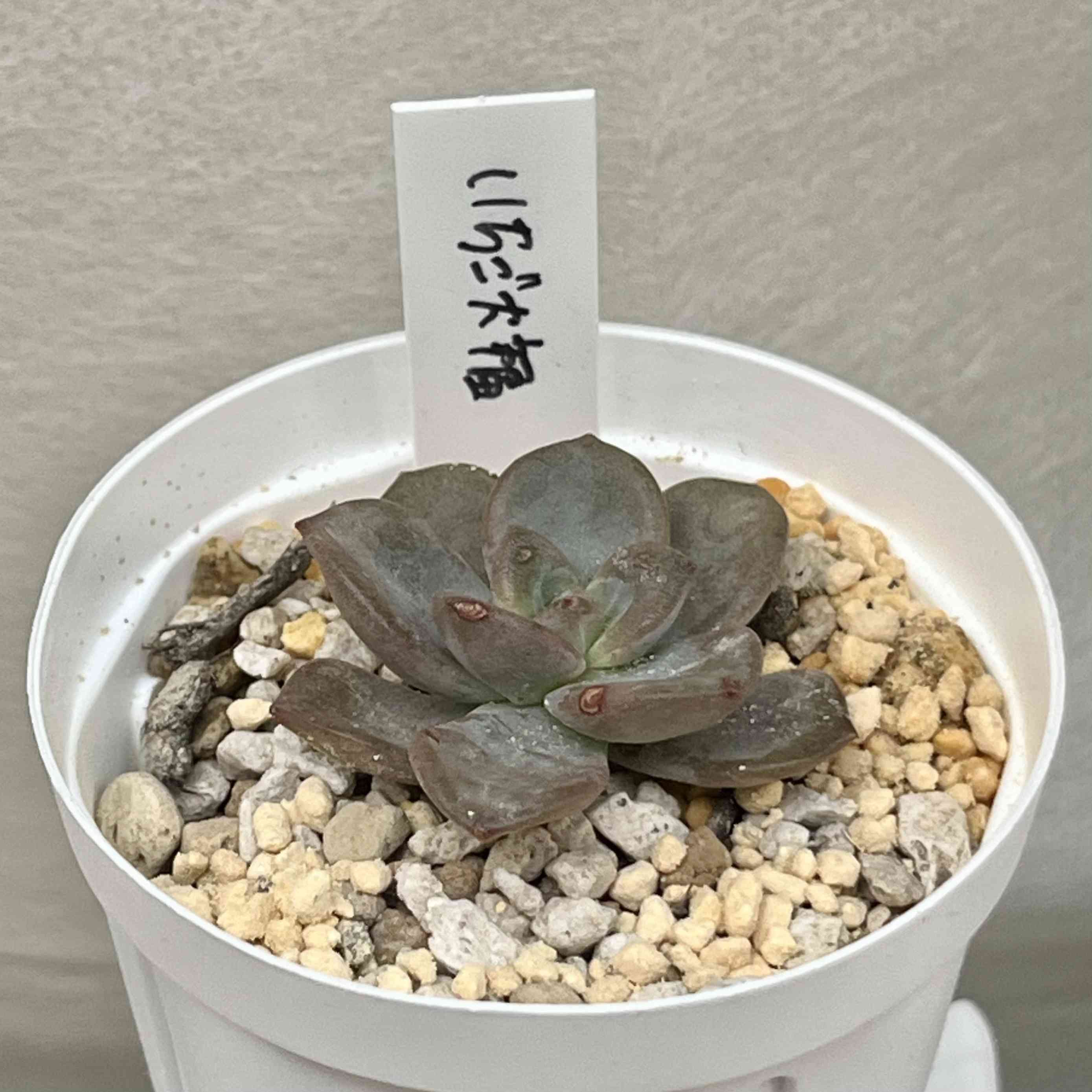 ロウルサンコの一覧｜🍀GreenSnap（グリーンスナップ）