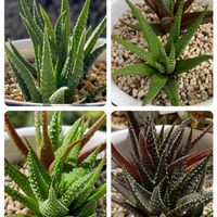 十二の巻,ハオルチア 十二の巻,硬葉系ハオルチア,ハオルチアファスキアータ,多肉女子の画像