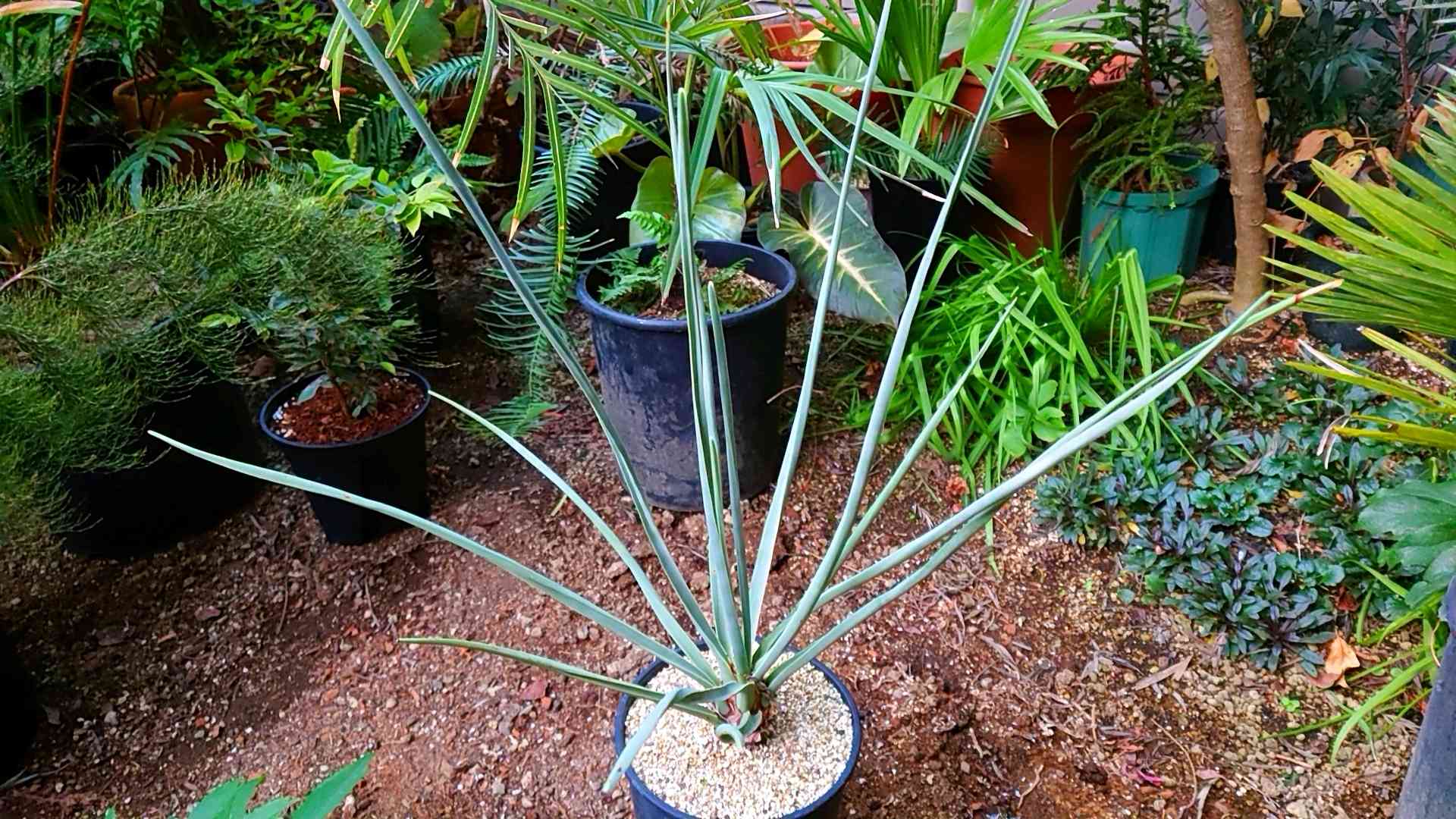 ドラセナ・セルラータの一覧｜🍀GreenSnap（グリーンスナップ）