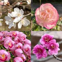 エーデルワイス,シンビジウム,彼岸桜,シキザクラ,ピンクの花の画像