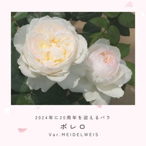 バラ　ボレロ,四季咲き中輪系,バラ 鉢植え,白いバラ,ロゼット咲きの画像