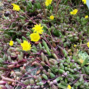 ルビーネックレス,ルビーネックレスの花,地植え,黄色い花,多肉地植えの画像