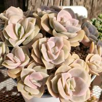 エケベリア,群月花,ラブリーローズ,多肉植物,多肉大好きの画像