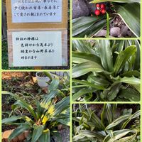 オモト,オモト,万年青(おもと)の葉芸,斑入りオモト,オモトの実の画像