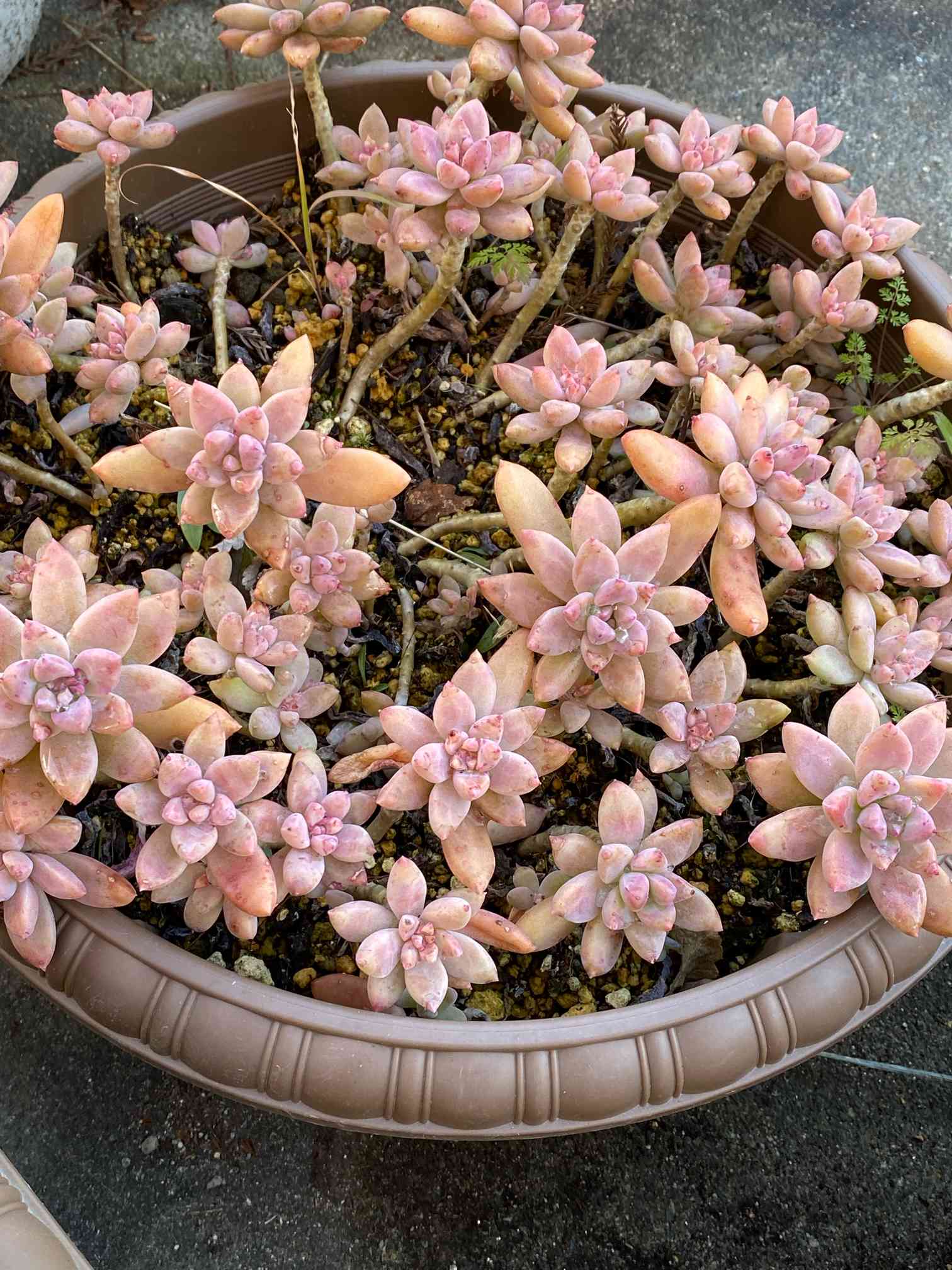 多肉植物^o^葉挿し赤ちゃんラオン