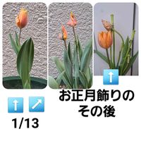 チューリップ,アイスチューリップ,アイスチューリップ,アイスチューリップ,チューリップAの画像