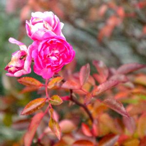 公園,散歩,花壇,庭園,花いろいろの画像