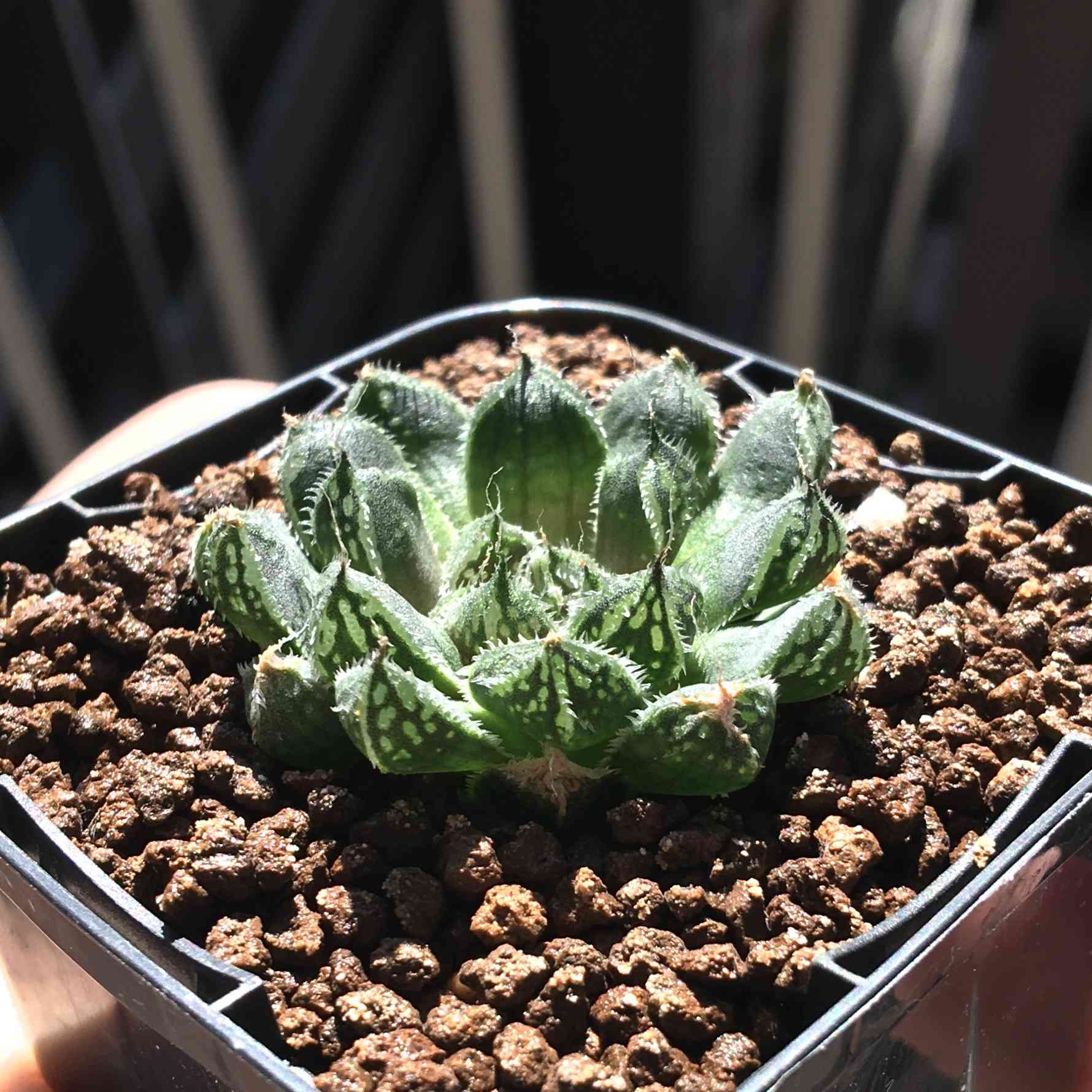 ハオルチア グロボシフローラの一覧｜🍀GreenSnap（グリーンスナップ）