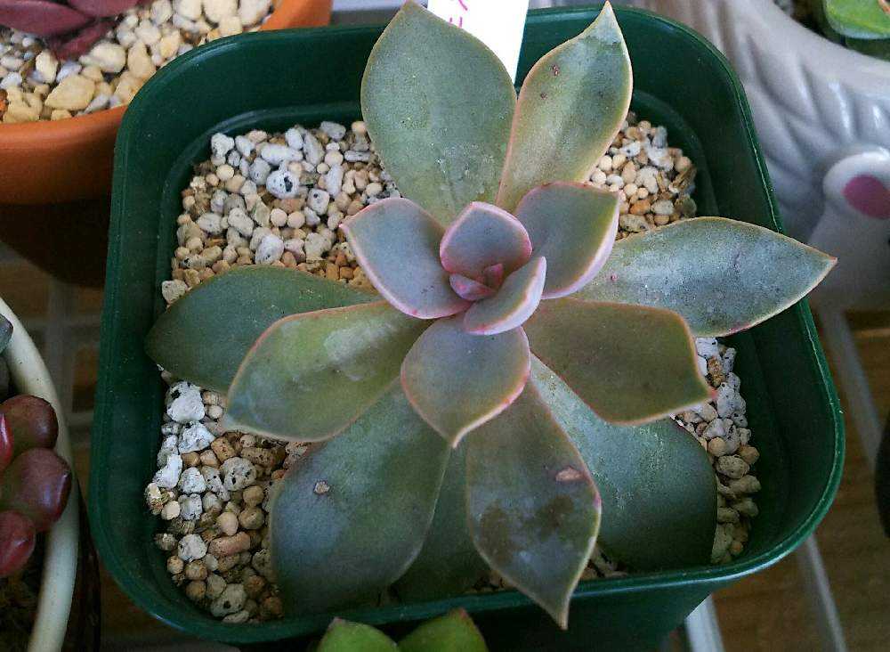 初恋の成長記録｜🍀GreenSnap（グリーンスナップ）