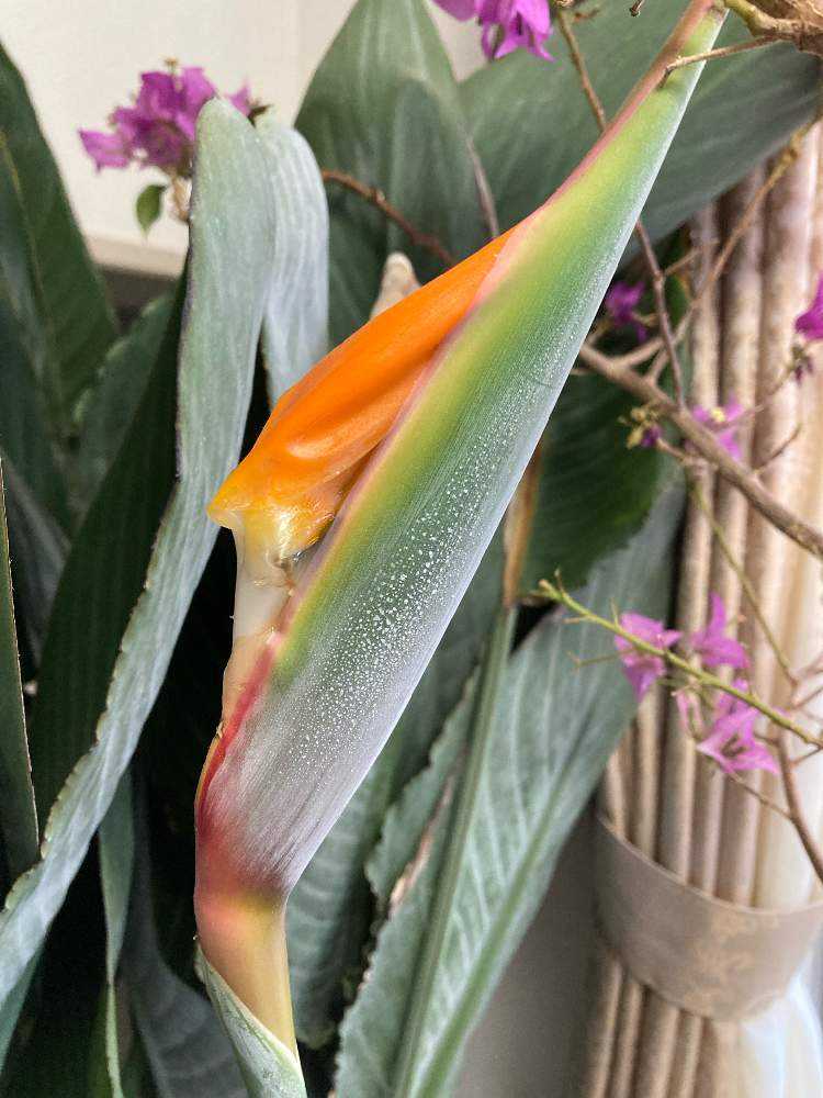 ストレリチア　レギネ開花中株 ストレチア #ストレリチアレギネ #極楽鳥花 地植えで育ち