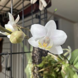 ファレノプシス,王妃雷神白中斑,Phal. Pinlong Snowflakes,洋ラン,着生蘭の画像