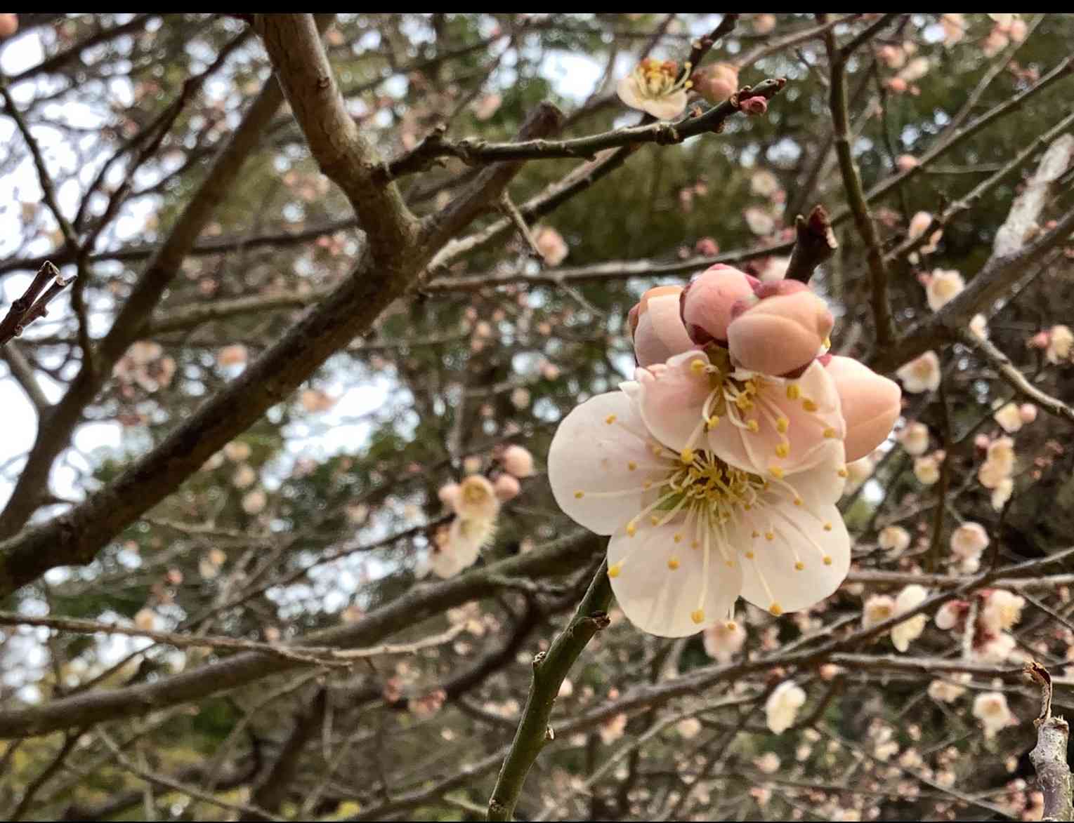 早春〜白薔薇とミモザの花籠〜 早春〜白薔薇とミモザの花籠〜