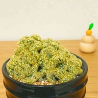 脳みそ サボテン,マミラリア・エロンガータ 綴化, サボテン,部屋の画像