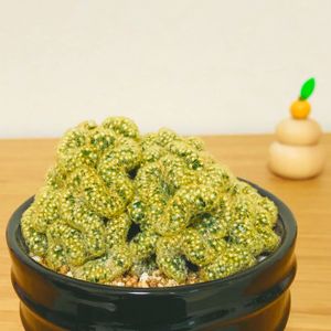 脳みそ サボテン,マミラリア・エロンガータ 綴化, サボテン,部屋の画像