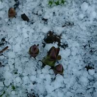 竜胆,冬至芽,オランダ,加工なし,季節感の画像