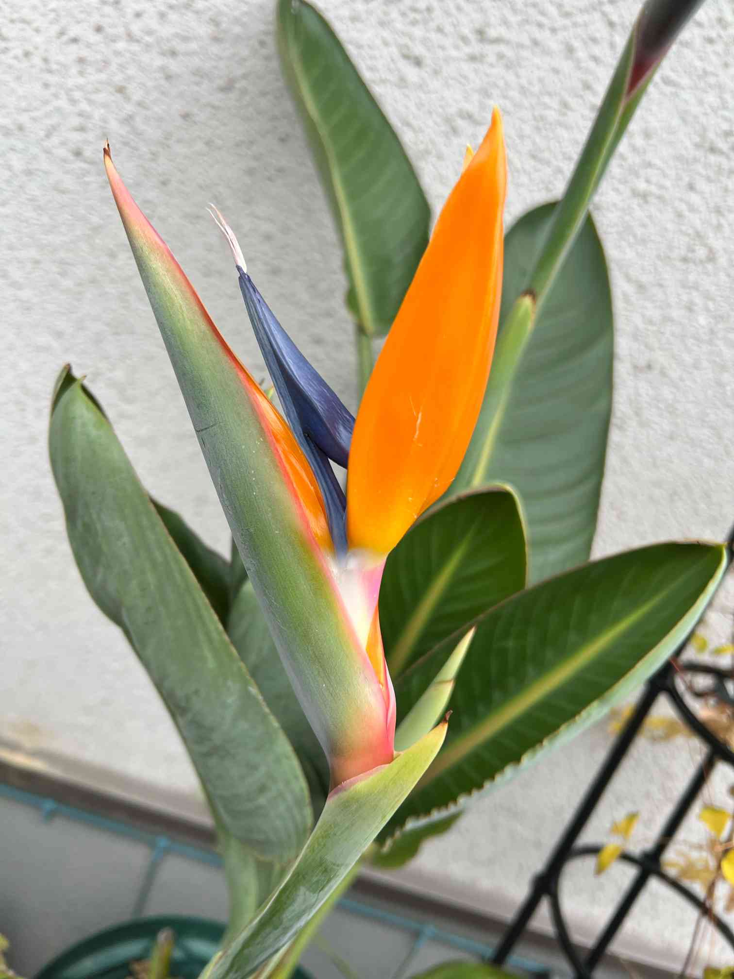 ストレリチア　レギネ開花中株 ストレチア #ストレリチアレギネ #極楽鳥花 地植えで育ち
