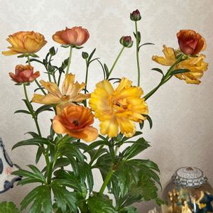 ラナンキュラス ラックス サティロス,赤いラナンキュラス⭐︎,店頭のラナンキュラス,お花屋さんのラナンキュラス,美しい花の画像