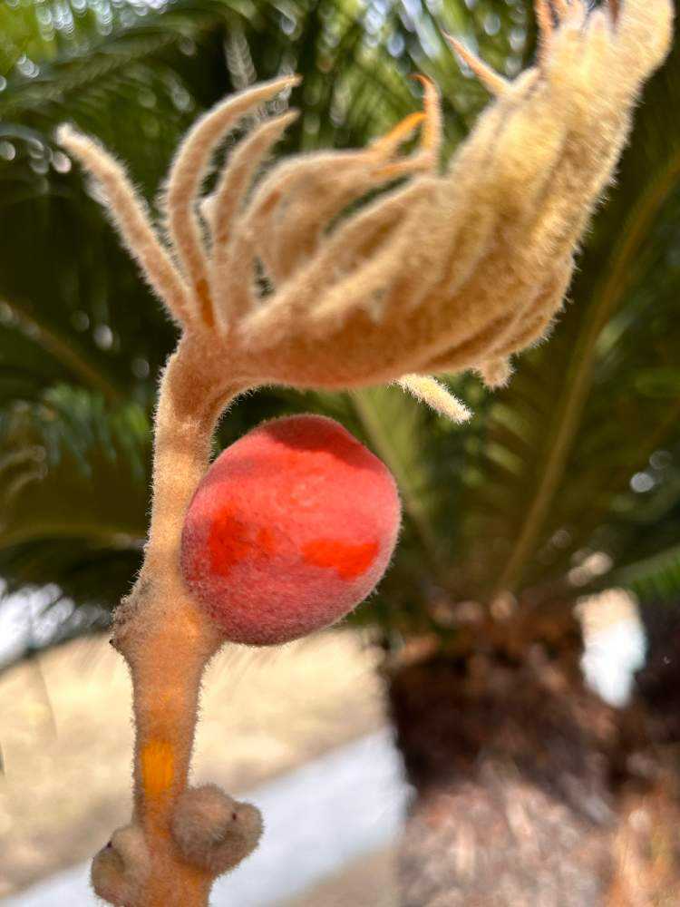 蘇鉄の「雄花」「雌花」同時に咲き、雄花は早々落下した。雌花は