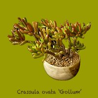 ゴーラム,多肉植物,クラッスラ属,神奈川タニラー,多肉女子の画像