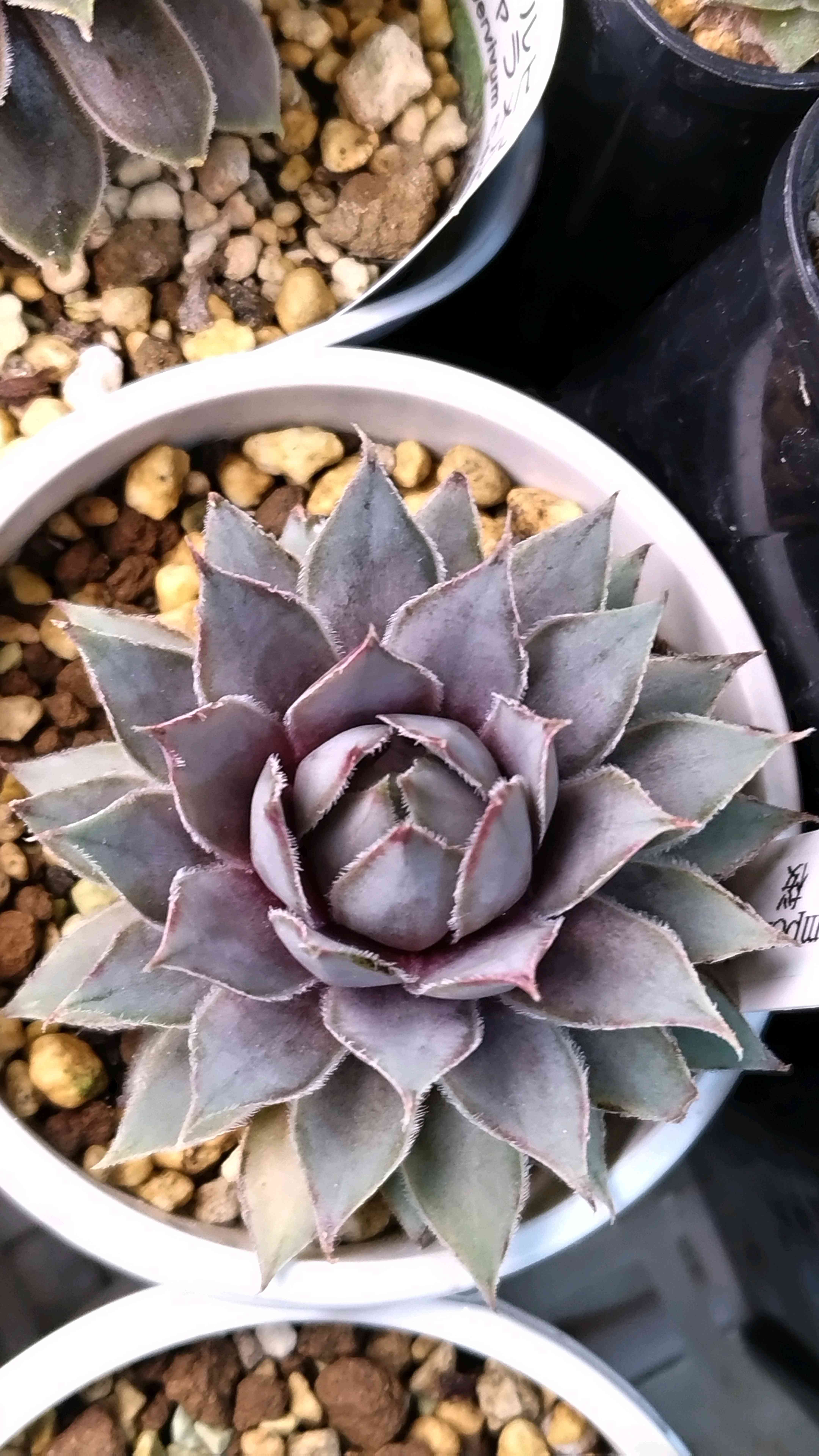 センペルNo.27 灰桜｜🍀GreenSnap（グリーンスナップ）