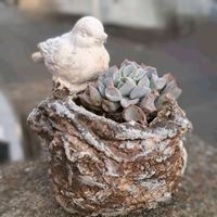 ゴーラム,ゴーラム,多肉,かおりんさんのリメイク鉢,かおりんさんのリメイク鉢の画像