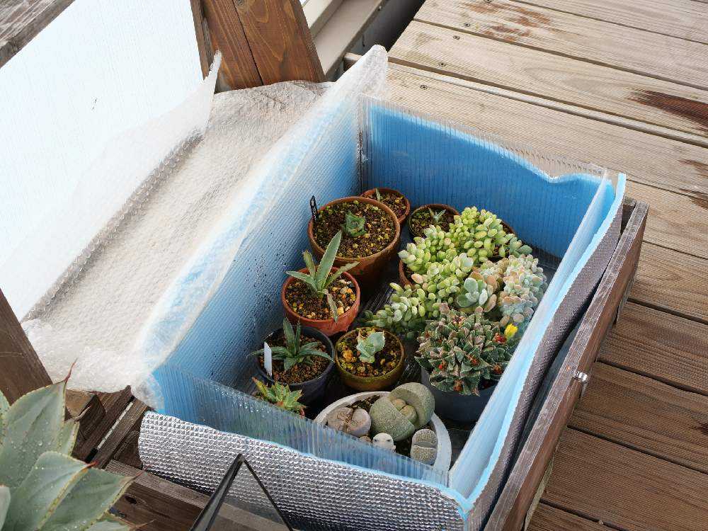 鉢植えアガベの冬越しの様子2023年｜🍀GreenSnap（グリーンスナップ）