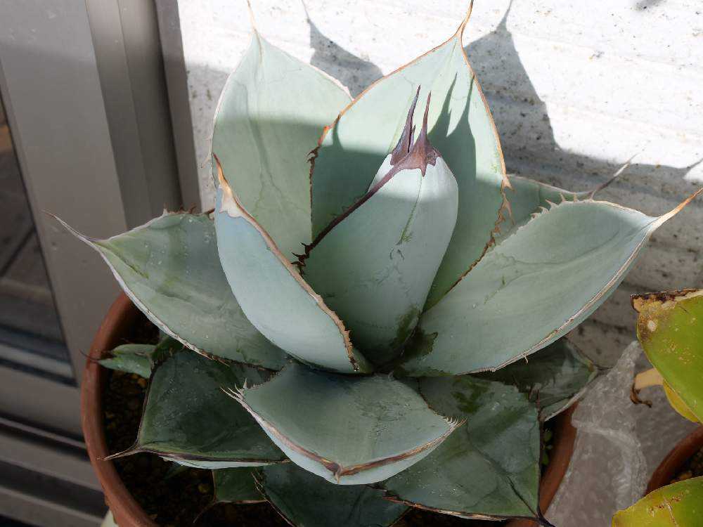 アガベ チタノタ ホワイトアイス錦 小苗 超 