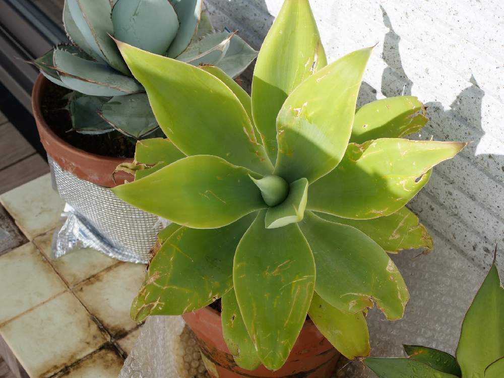 鉢植えアガベの冬越しの様子2023年｜🍀GreenSnap（グリーンスナップ）