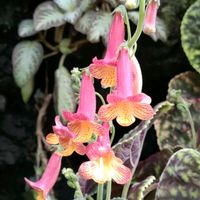 イワタバコ,スミシアンサ・フォルテシモ,花壇,開花,温室の画像
