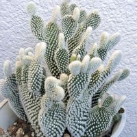 多肉,ウチワサボテン,南十字星錦,南十字星錦,ルビードナーの画像