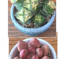 多肉,南十字星錦,南十字星錦,ルビードナー,ルビードナーの画像