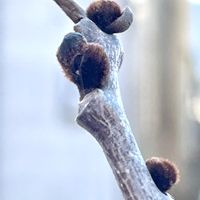 ポポー,樹木,冬芽の画像